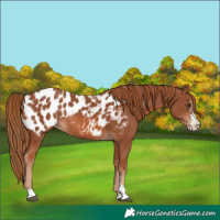 Horse Color:Chestnut Sabino Appaloosa Rabicano