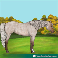Horse Color:Silver Brown Roan Dun Rabicano