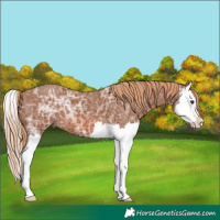 Horse Color:Chestnut Ice Splash 
