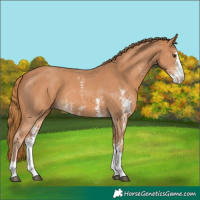 Horse Color:Chestnut Sabino