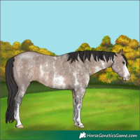 Horse Color:Brown Dun Sabino Rabicano 