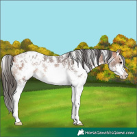 Horse Color:Bay Sabino Blanket Rabicano