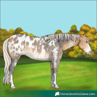 Horse Color:Silver Buckskin Sabino Blanket Rabicano 