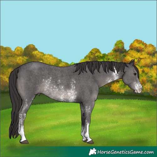 Horse Color:Smoky Black Sabino Rabicano