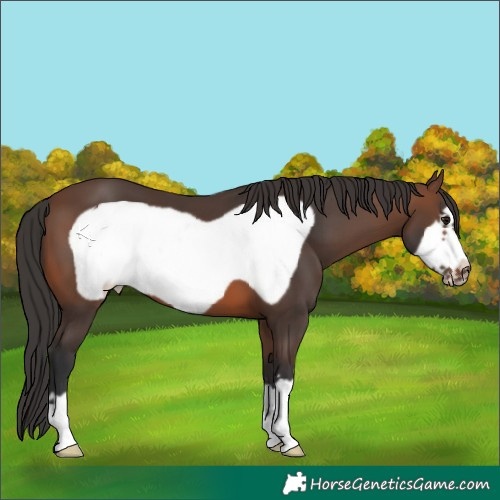 Horse Color:Brown Frame 