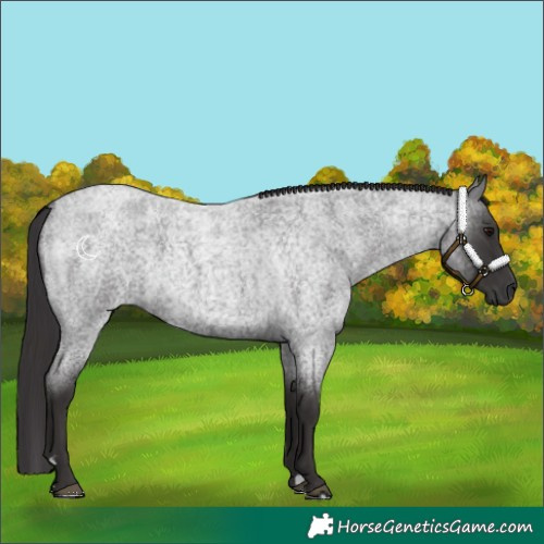 Horse Color:Smoky Blue Roan