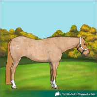 Horse Color:Red Roan