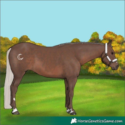 Horse Color:Silver Black
