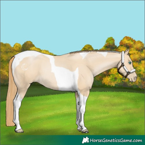 Horse Color:Smoky Black Pearl Tobiano