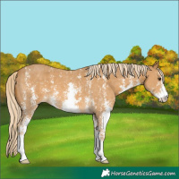 Horse Color:Palomino Sabino