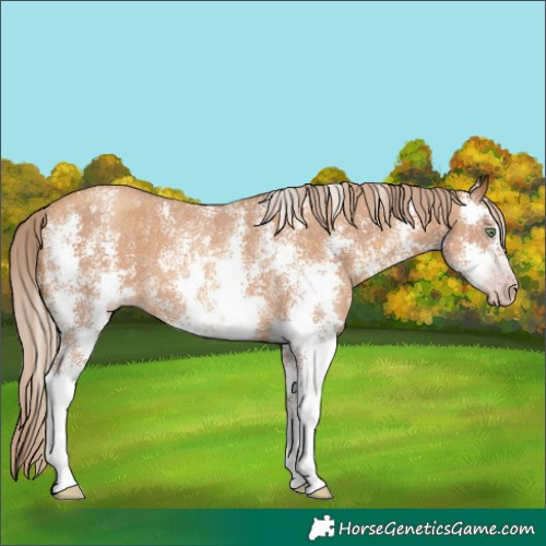 Horse Color:Gray Gold Champagne Sabino