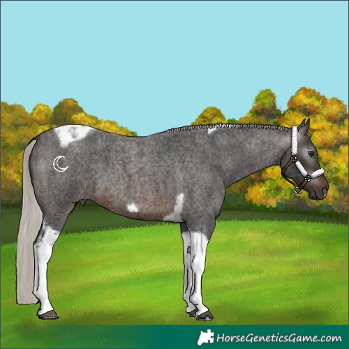 Horse Color:Gray Silver Brown Roan Tobiano Frame