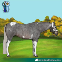 Horse Color:Gray Silver Brown Roan Tobiano Frame 
