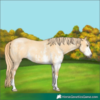 Horse Color:Gray Palomino Dun Sabino Rabicano