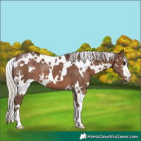 Horse Color:White Spotted Silver Black 