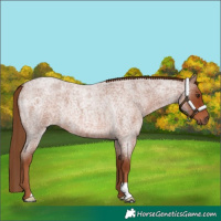 Horse Color:Red Roan