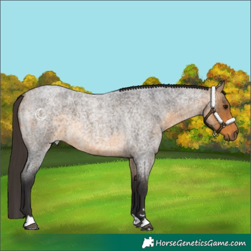 Horse Color:Buckskin Roan