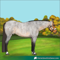 Horse Color:Buckskin Roan 