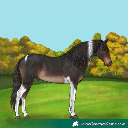 Horse Color:Liver Chestnut Tobiano 