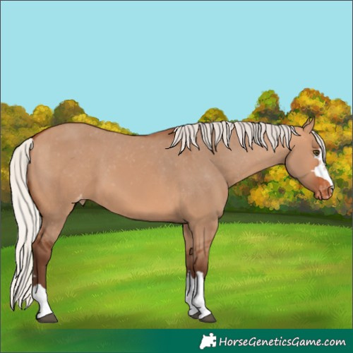 Horse Color:Silver Bay Dun Appaloosa 