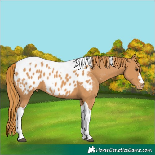 Horse Color:Chestnut Tobiano Appaloosa 