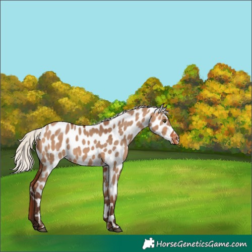 Horse Color:Silver Bay Dun Appaloosa 
