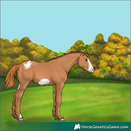 Horse Color:Chestnut Frame Appaloosa