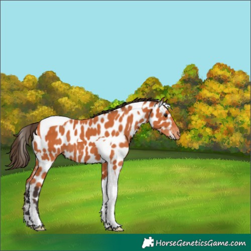 Horse Color:Bay Tobiano Appaloosa