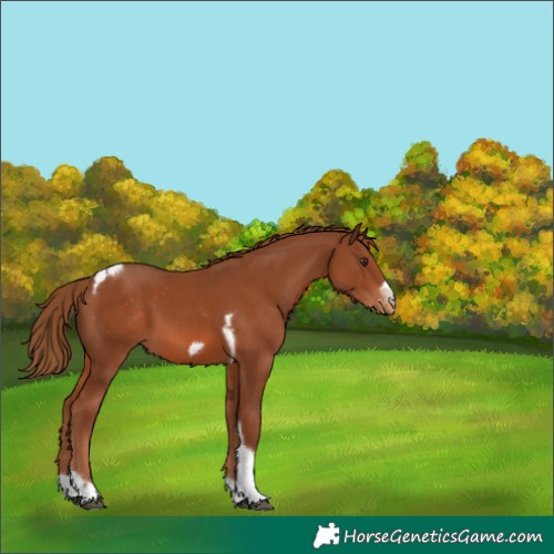 Horse Color:Chestnut Tobiano Frame Appaloosa 