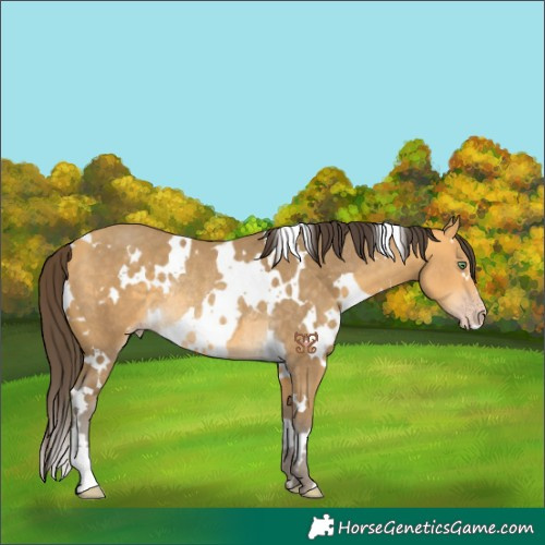 Horse Color:White Spotted Amber Cream Champagne Rabicano 