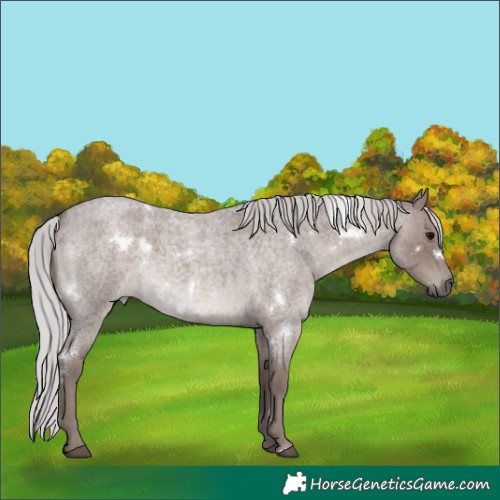 Horse Color:Platinum White Spotted Silver Blue Roan 