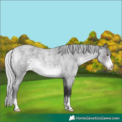 Horse Color:Platinum Silver Buckskin Roan Varnish 