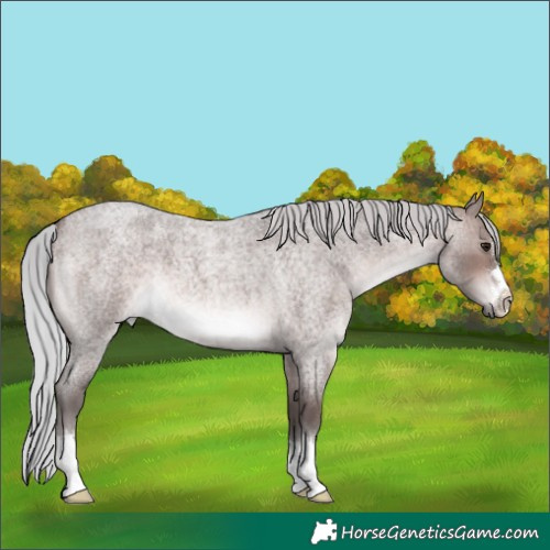 Horse Color:Platinum Silver Brown Roan 