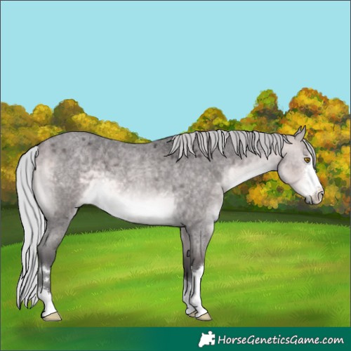 Horse Color:Platinum Silver Buckskin Roan