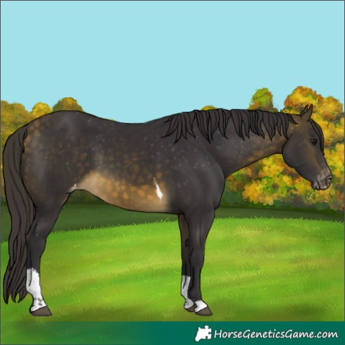 Horse Color:Buckskin Tobiano Varnish 