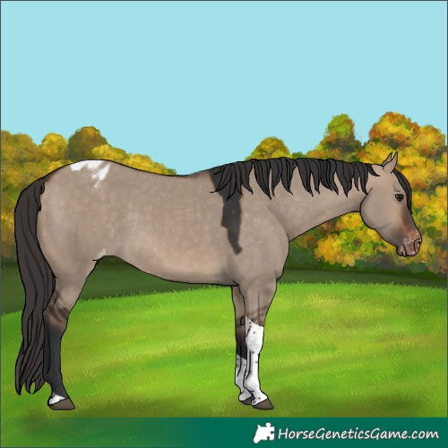 Horse Color:Brown Dun Tobiano Varnish