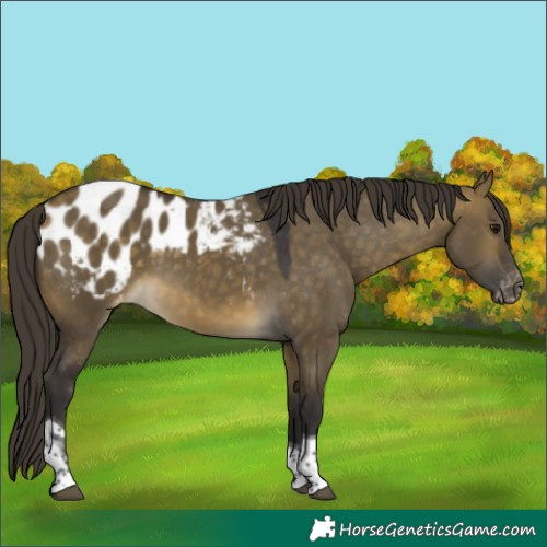 Horse Color:Buckskin Dun Tobiano Appaloosa 