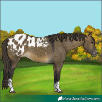 Horse Color:Buckskin Dun Tobiano Blanket