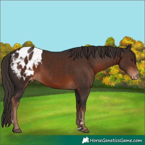 Horse Color:Liver Chestnut Blanket 