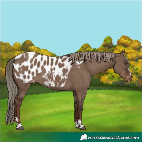 Horse Color:Liver Red Dun Blanket 