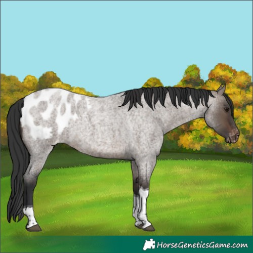 Horse Color:Brown Roan Dun Tobiano Appaloosa