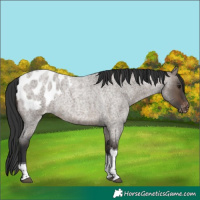 Horse Color:Brown Roan Dun Tobiano Blanket