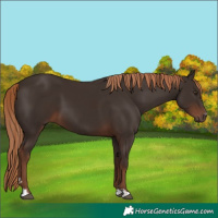Horse Color:Liver Chestnut