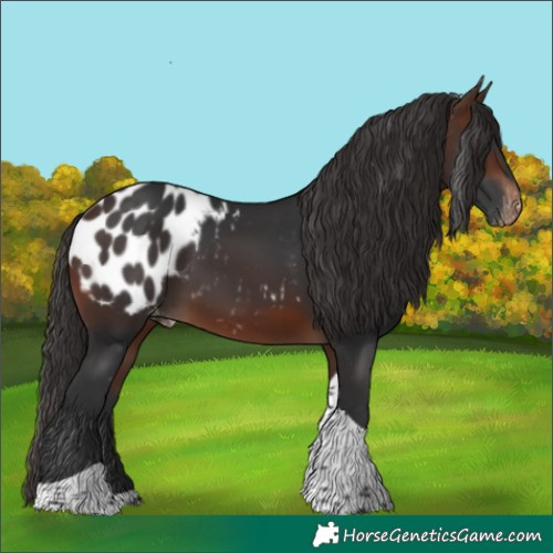 Horse Color:Brown Tobiano Blanket 
