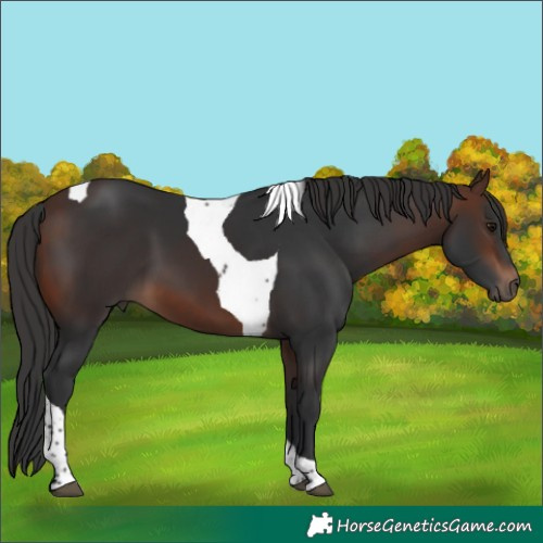 Horse Color:Brown Tobiano
