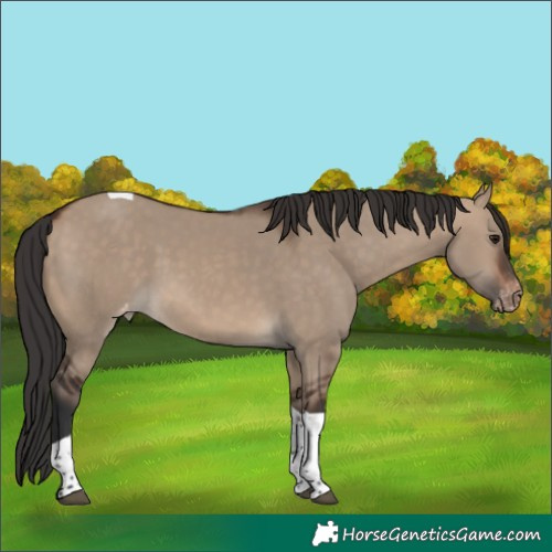 Horse Color:Brown Dun Tobiano Varnish