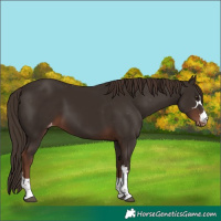 Horse Color:Liver Chestnut Appaloosa
