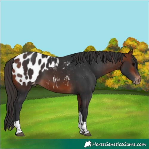 Horse Color:Bay Tobiano Appaloosa