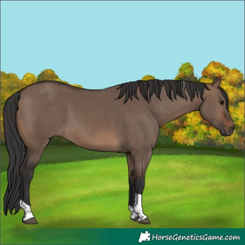 Horse Color:Brown Dun Tobiano