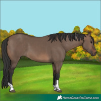 Horse Color:Brown Dun Tobiano 